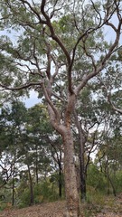 Corymbia eximia