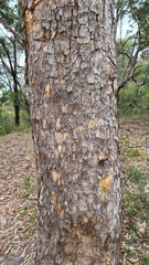 Corymbia eximia