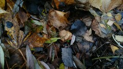 Geastrum