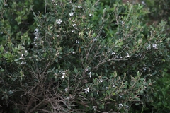 Leptospermum laevigatum
