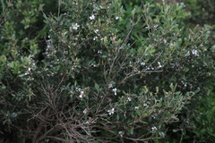 Leptospermum laevigatum