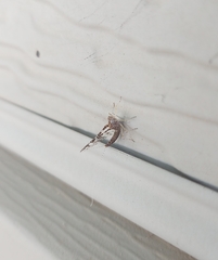 Callibaetis pictus