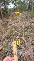 Diuris aurea