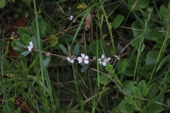 Leptospermum laevigatum