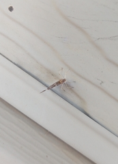 Callibaetis pictus