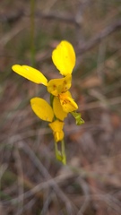 Diuris aurea