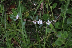 Leptospermum laevigatum