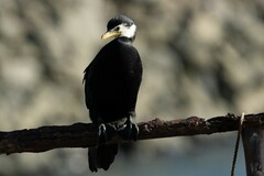 Microcarbo melanoleucos brevirostris