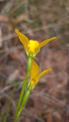 Diuris aurea