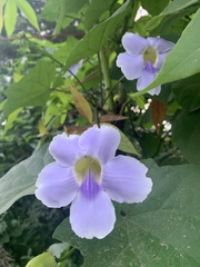Thunbergia