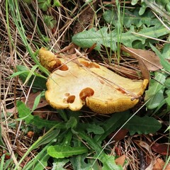 Suillus collinitus