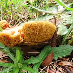 Suillus collinitus