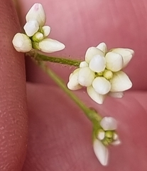 Persicaria strigosa