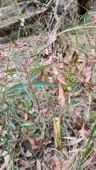 Caesia parviflora parviflora