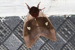 Dirphiopsis trisignata