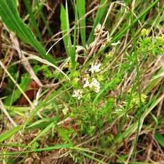 Asperula conferta