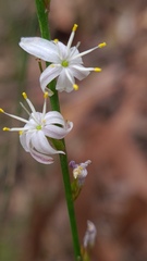 Caesia parviflora parviflora