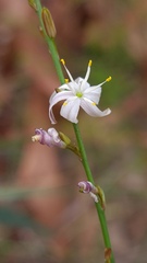 Caesia parviflora parviflora