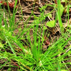 Isolepis