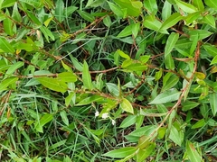 Persicaria strigosa