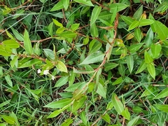 Persicaria strigosa