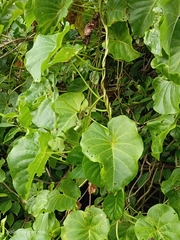 Ipomoea violacea