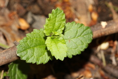 Veronica calycina