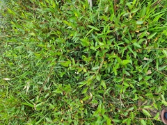 Persicaria strigosa