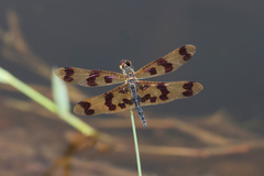 Rhyothemis graphiptera