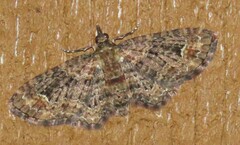 Pasiphilodes testulata