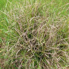 Carex iynx