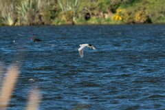 Egretta novaehollandiae novaehollandiae