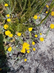 Helichrysum dasyanthum