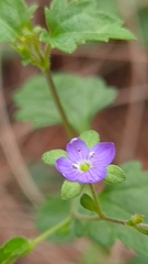Veronica plebeia