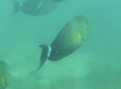 Acanthurus xanthopterus