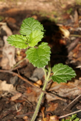 Veronica calycina