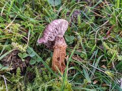 Dissoderma paradoxum