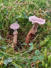 Dissoderma paradoxum