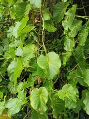 Ipomoea violacea
