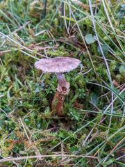 Dissoderma paradoxum