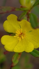 Hibbertia linearis