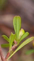Hibbertia linearis