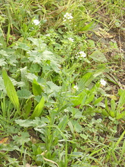 Capsella grandiflora