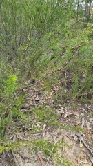 Leptospermum arachnoides