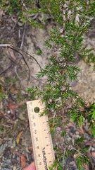 Leptospermum arachnoides