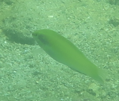 Halichoeres chloropterus