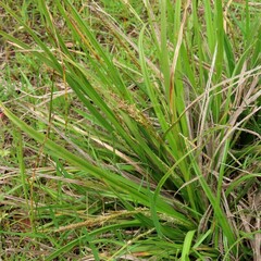 Carex iynx