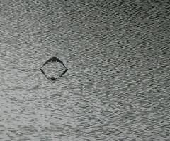 Egretta novaehollandiae novaehollandiae