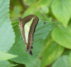 Graphium choredon