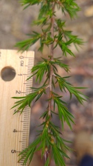 Leptospermum arachnoides